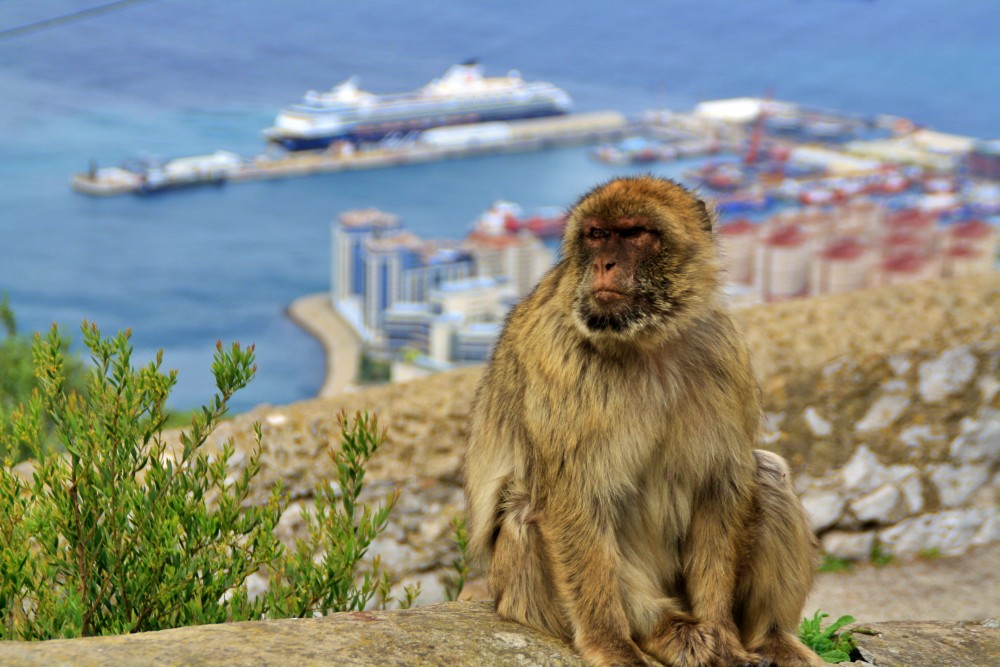 Affe in Gibraltar mit Schiff im Hintergrund