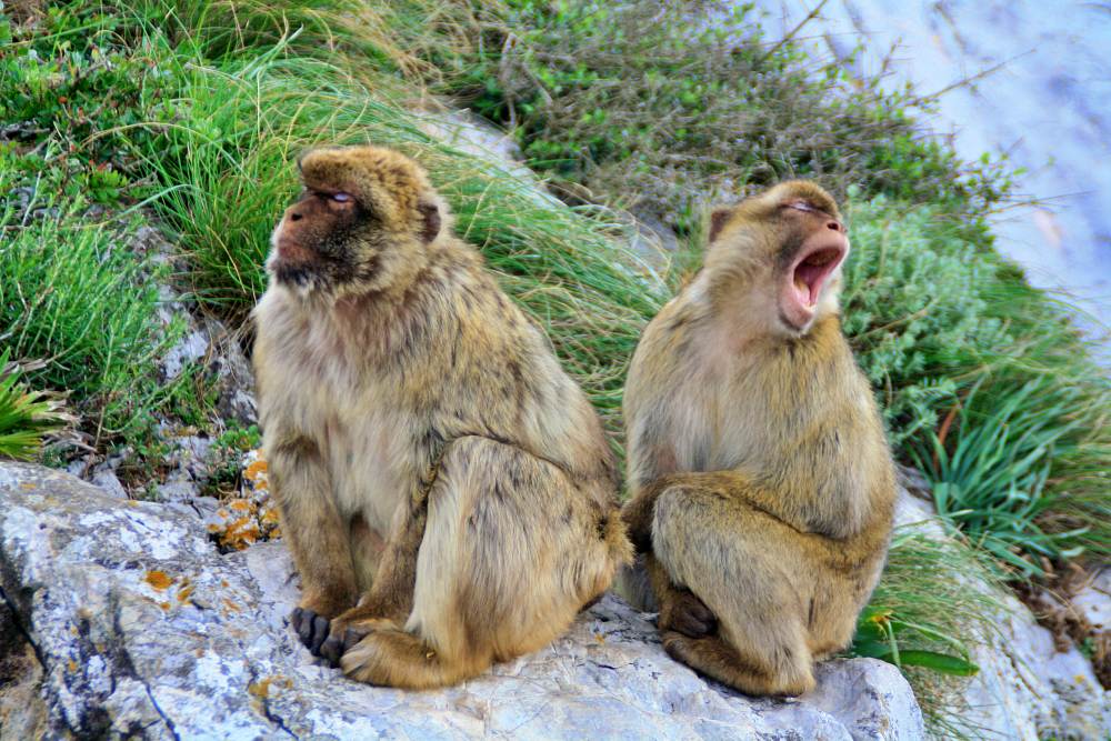müde Affen in Gibraltar