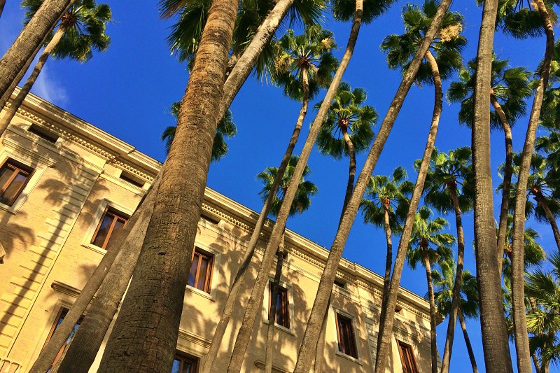 In Malaga wachsen die Bäume in den Himmel